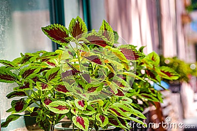 The leaves of the Sun Coleus plant,red and green coleus Stock Photo