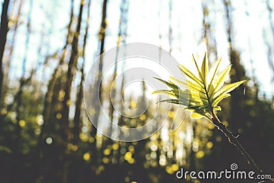 Leaves in sunlight. Vintage Stock Photo