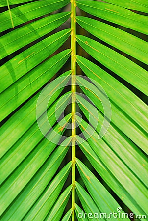Leaves In Symmetry Stock Photo