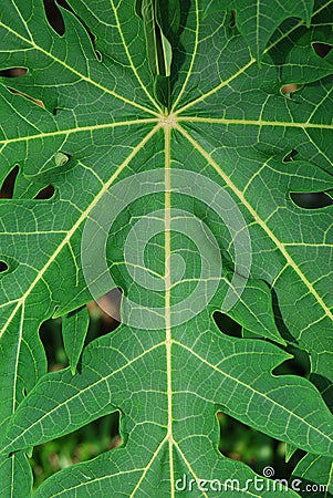 Leaves In Symmetry Stock Photo