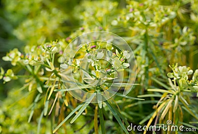 Leaves of Tabaiba salvaje closeup. Stock Photo