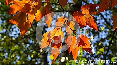 Leaves of Tatar Maple or Acer tataricum in autumn against sunlight with bokeh background, selective focus, shallow DOF Stock Photo