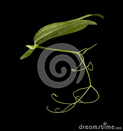 Leaves and tendrils of lathyrus Stock Photo