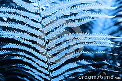 Leaves texture natural background. Botanical leaf. Color 2020 year trend blue Stock Photo