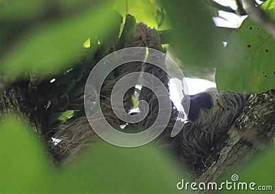 Between the Leaves Three-toed Sloth Sleeping Stock Photo