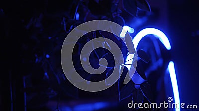 Leaves of a tree against a blue night lighting. Footage. Futuristic view of the Park of the future Stock Photo