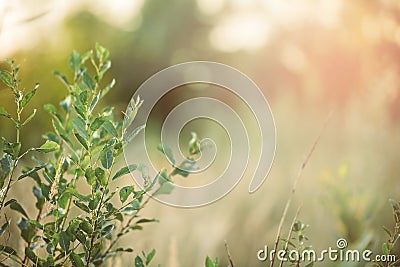 Leaves on the tree fade in the fall, sunny Stock Photo