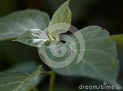 The leaves of the tree hydrangea Stock Photo