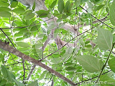 Leaves on a tree are the primary photosynthetic organs of the plant Stock Photo