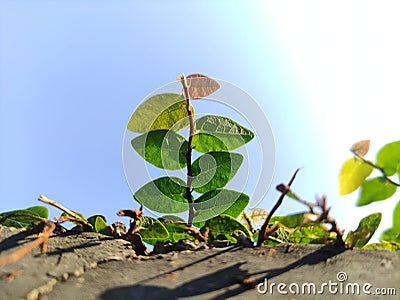 Leaves tree rainbow wall green Stock Photo