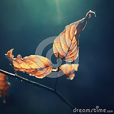 Leaves on a tree with sun rays. Forest with sunset in winter time while snowing Stock Photo