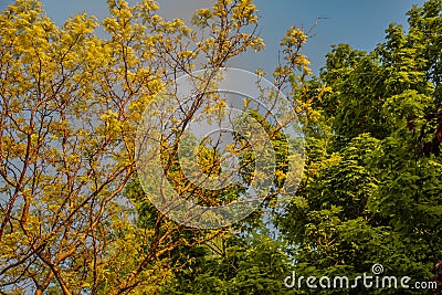 The Leaves of the Trees are for the Healing of the Nations Stock Photo