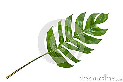 Leaves in tropical jungle of leaf isolated on white background. Stock Photo