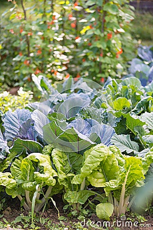 Leaves of various cabbage Brassicas plants in homemade garden plot. Vegetable patch with chard mangold, brassica, kohlrabi Stock Photo