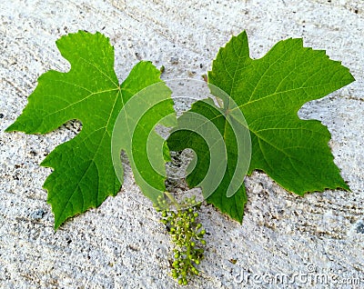 Leaves of vine and a small clove growing Stock Photo