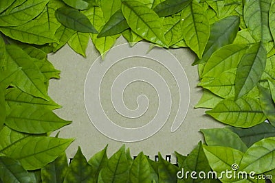 A leaves on a vintage color tone, grunge paper background. Stock Photo