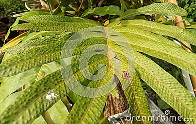 The leaves of the wart fern or Phymatosorus scolopendria are shiny green and have wart-like protrusions on their surface Stock Photo