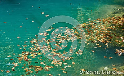 Leaves on the water Stock Photo