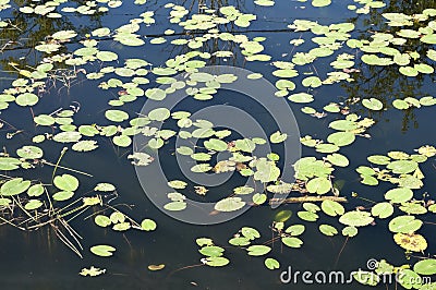 Leaves of water lilies background Stock Photo