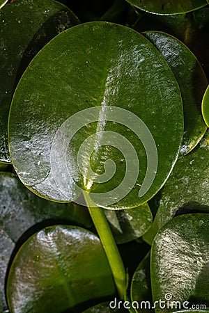 Leaves of Water Poppy Stock Photo