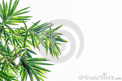 Leaves on a white background Stock Photo