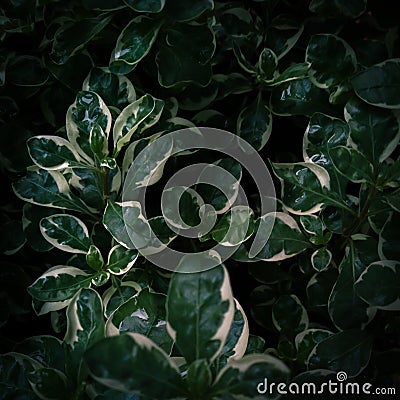 Leaves with white patches in a dark place Stock Photo