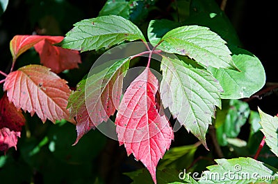 Leaves of wild grapes. Colorful autumn, bright wild grape background. Ð°bstract purple, red, green and orange fall leaves Stock Photo