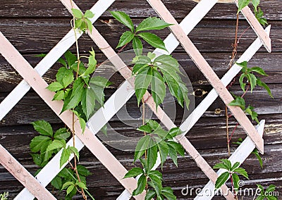 Leaves on a wooden lattice Stock Photo