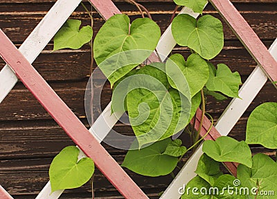 Leaves on a wooden lattice Stock Photo