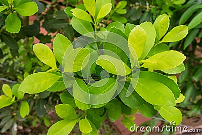 Leaves of the Yerba mate Ilex paraguariensis plant in Puerto Iguazu, Argentina Stock Photo