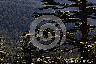 Lebanese cedar pinecone in the forest in the Stock Photo