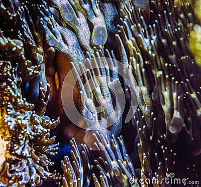 Lebrunia neglecta is a species of sea anemone in the family Aliciidae Stock Photo