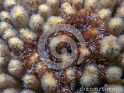 Lebrunia neglecta , branching anemone Stock Photo