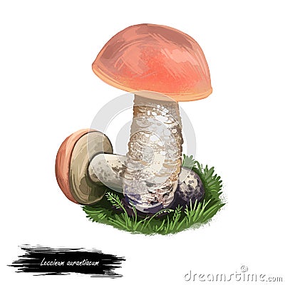 Leccinum Aurantiacum mushroom digital art illustration. Boletus Aurantiacus watercolor print. Krombholzia aurantiaca ingredient Cartoon Illustration