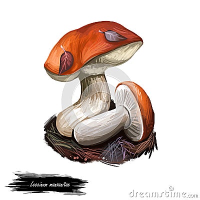 Leccinum manzanitae mushroom digital art illustration. Manzanita bolete watercolor print with inscription, vegetable fungus ripe Cartoon Illustration