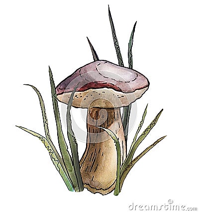 Leccinum mushroom in grass isolated on white. Naturalistic hand drawn watercolor illustration. Cartoon Illustration