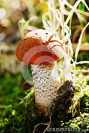 Leccinum versipelle in Freiberg Saxony Stock Photo