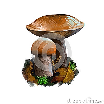 Leccinum versipelle mushroom digital art illustration. Boletus testaceoscaber veggie, watercolor print orange birch Cartoon Illustration