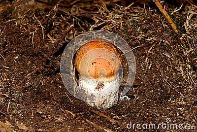 Leccinum versipelle orange birch bolete Stock Photo