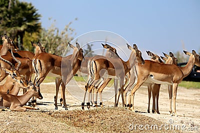 Antilope lechwe or Kobus leche Stock Photo