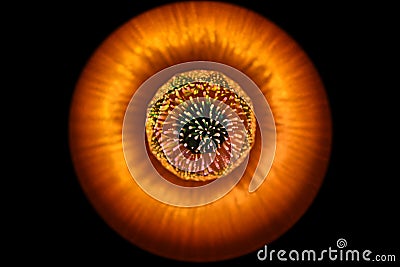 LED bulb with interesting patterns, orange Stock Photo