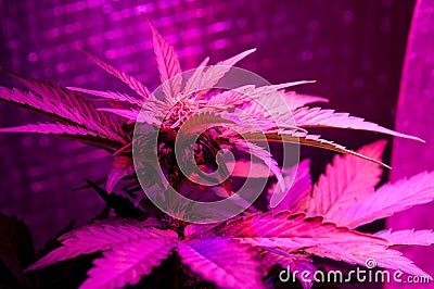 Led grow marijuana Editorial Stock Photo