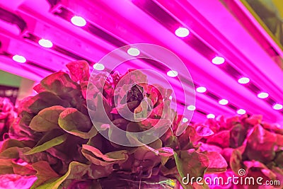 LED lighting used to grow lettuce inside a warehouse Stock Photo