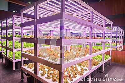 Modern Vertical agriculture vertical farm indoor farm Stock Photo