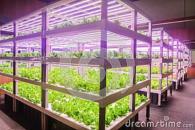 Led plant growth lamp Vertical agriculture vertical farm Plant factory Stock Photo