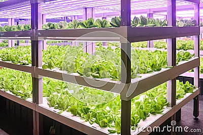 Led plant growth lamp used in Vertical agriculture Stock Photo