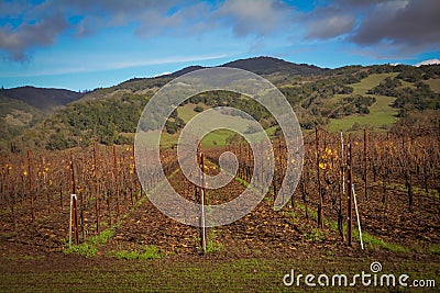 Ledson Vineyard & Winery near Kenwood CA Stock Photo