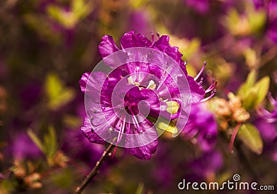 Ledum. the entire hive is littered with flowers of bright purple color. Stock Photo