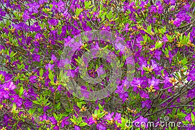 Ledum. the entire hive is littered with flowers of bright purple color. Stock Photo