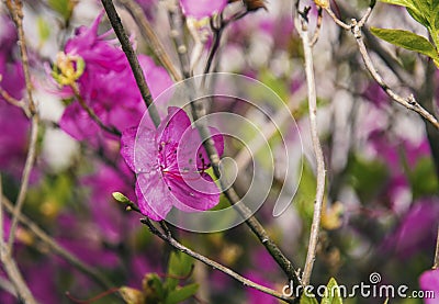 Ledum. the entire hive is littered with flowers of bright purple color. Stock Photo